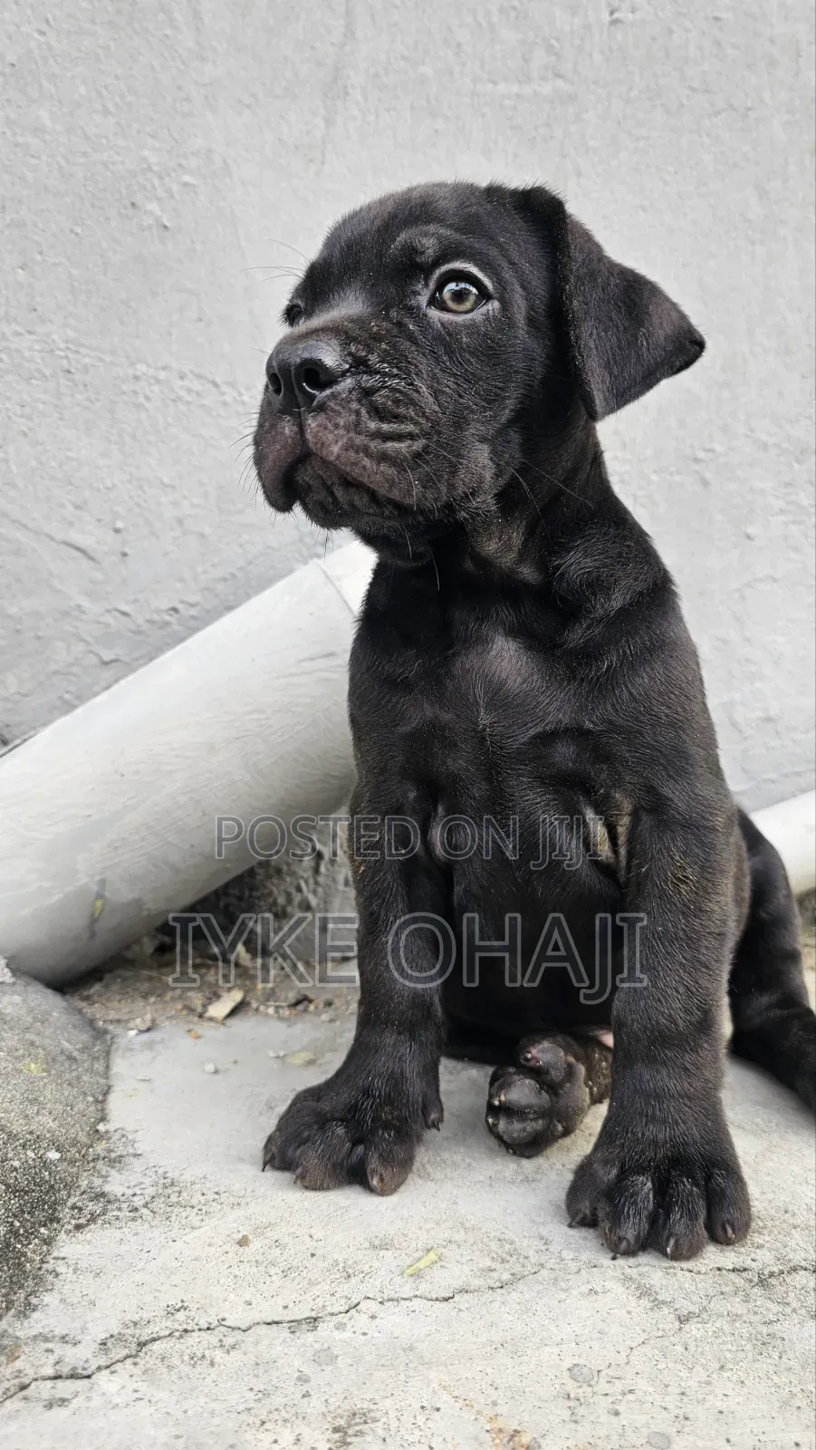 1-3 months Female Purebred Cane Corso