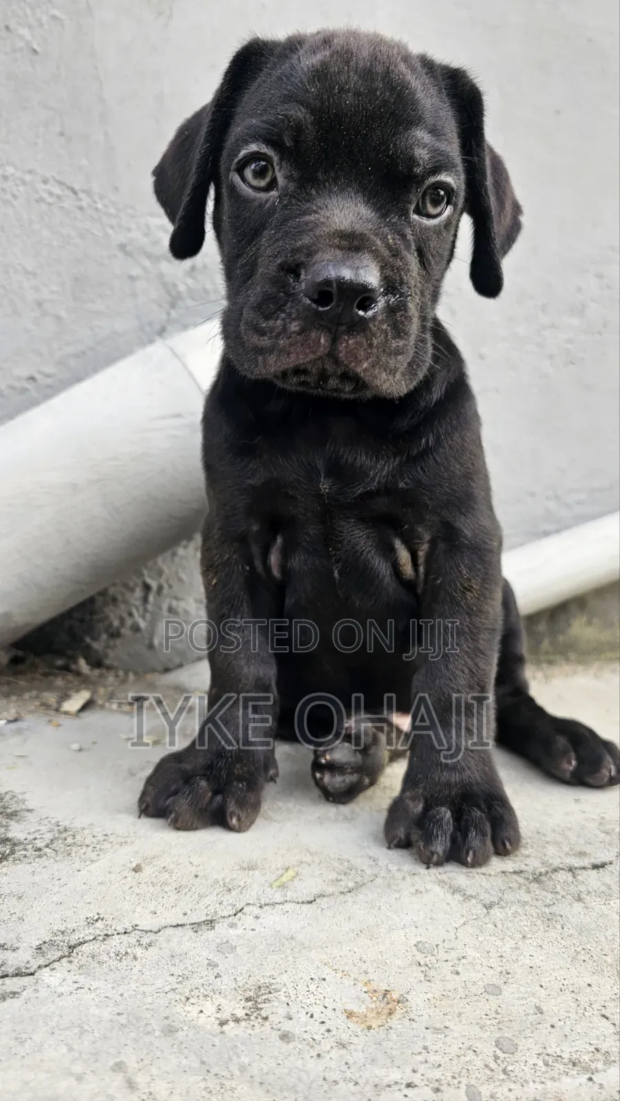 1-3 months Female Purebred Cane Corso