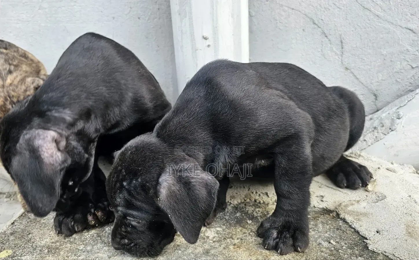 1-3 months Female Purebred Cane Corso