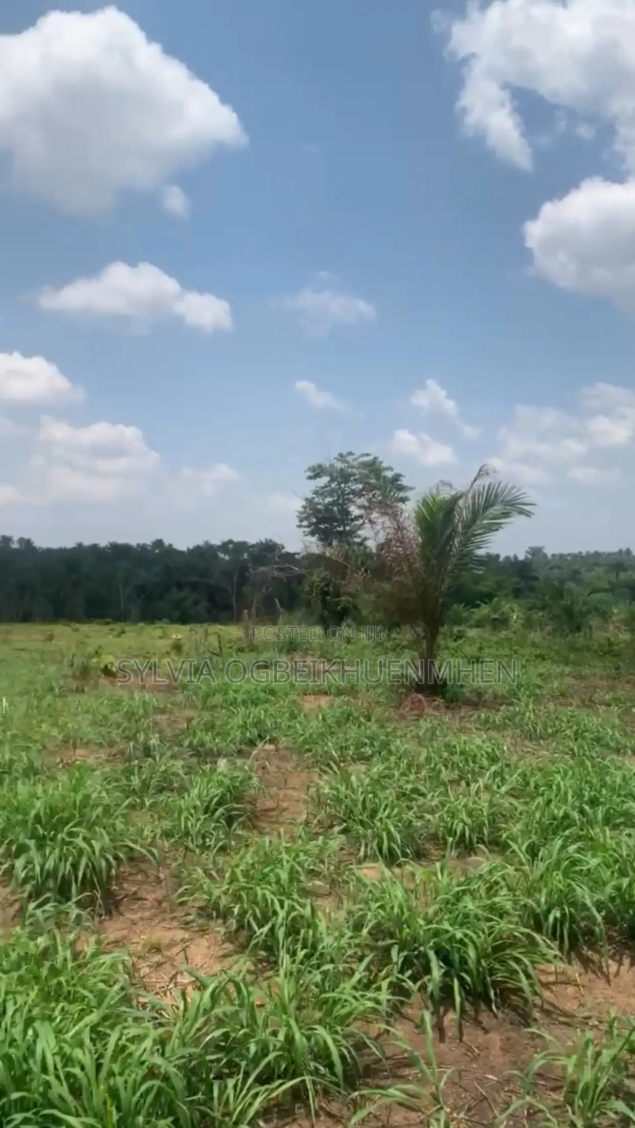 Affordable Farm Land for Sale – High Roi | Tamara Farms