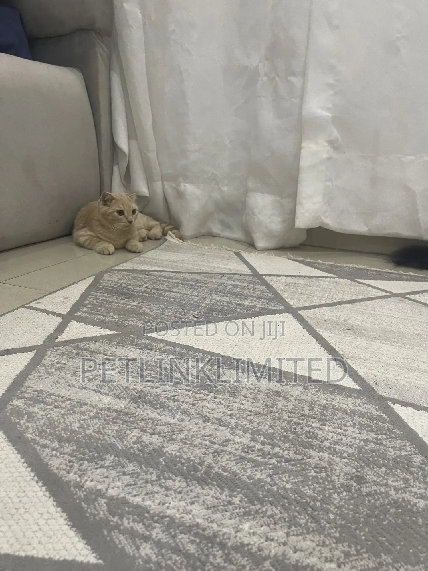 1-3 months Male Purebred Scottish Fold