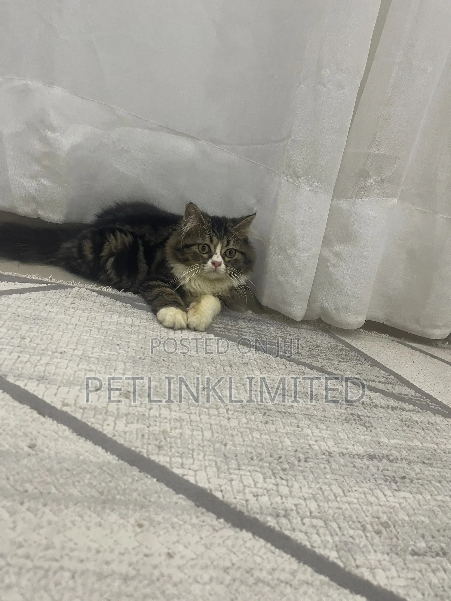 1-3 months Female Purebred Siberian