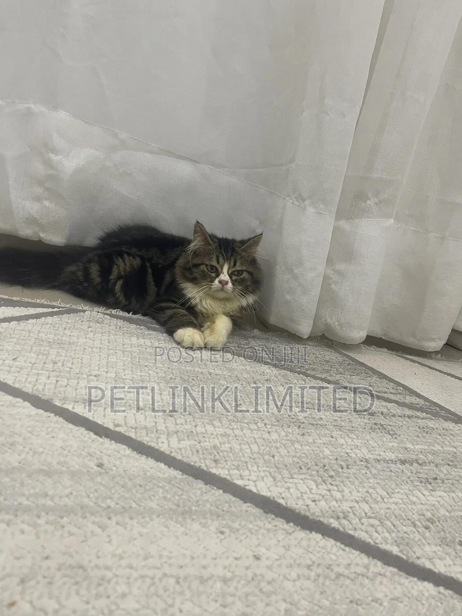 1-3 months Female Purebred Siberian