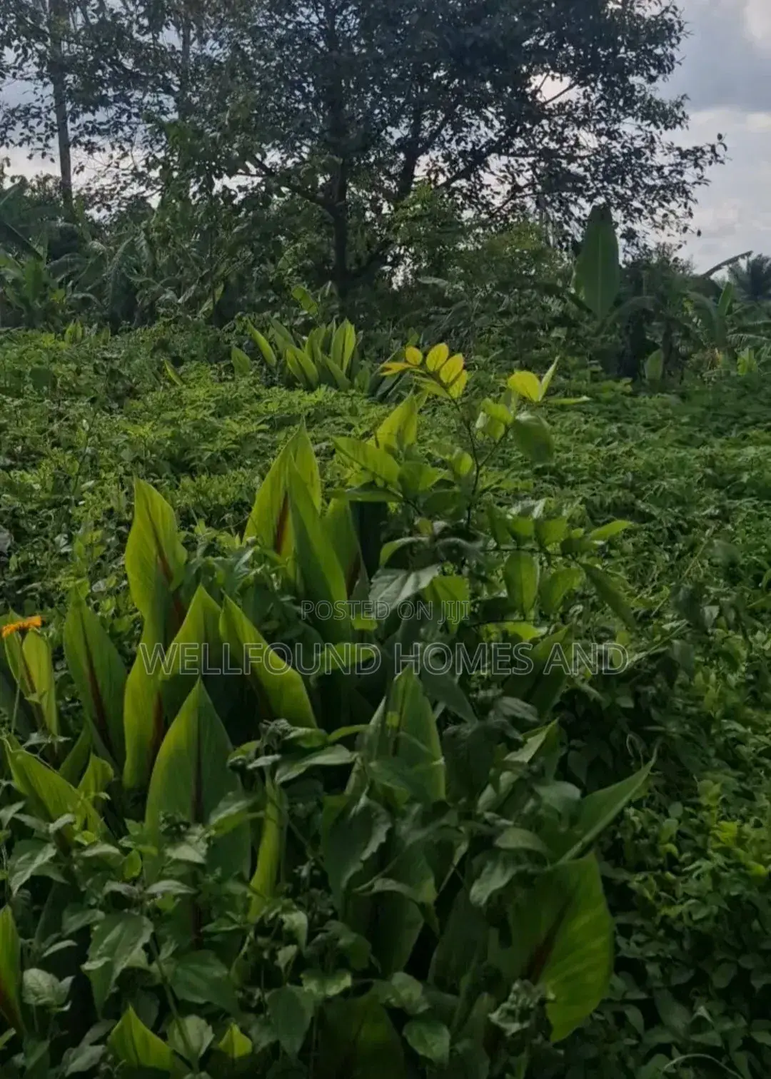 A Plot of Land for Sale