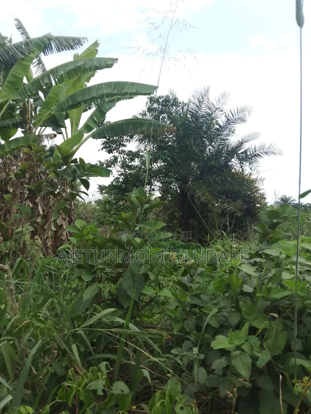 Fantastic Estate Land for Sale