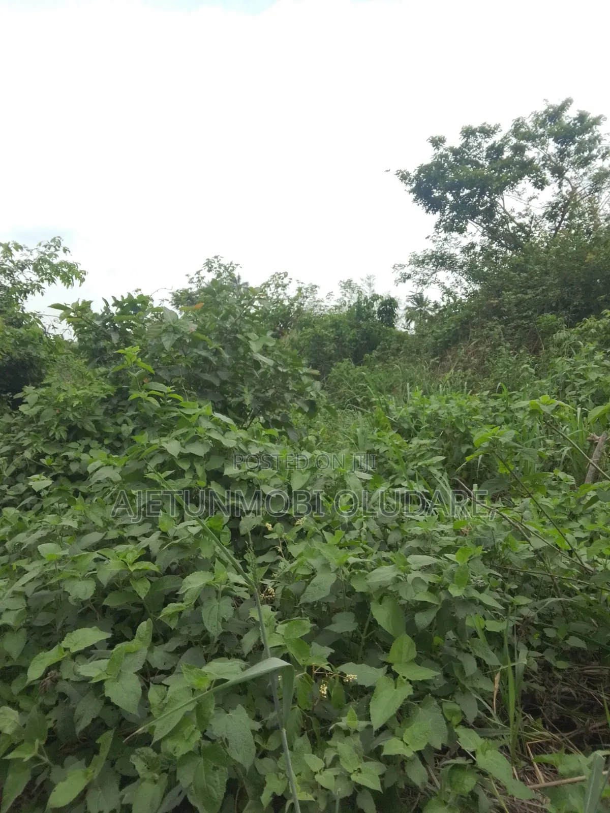 Fantastic Estate Land for Sale
