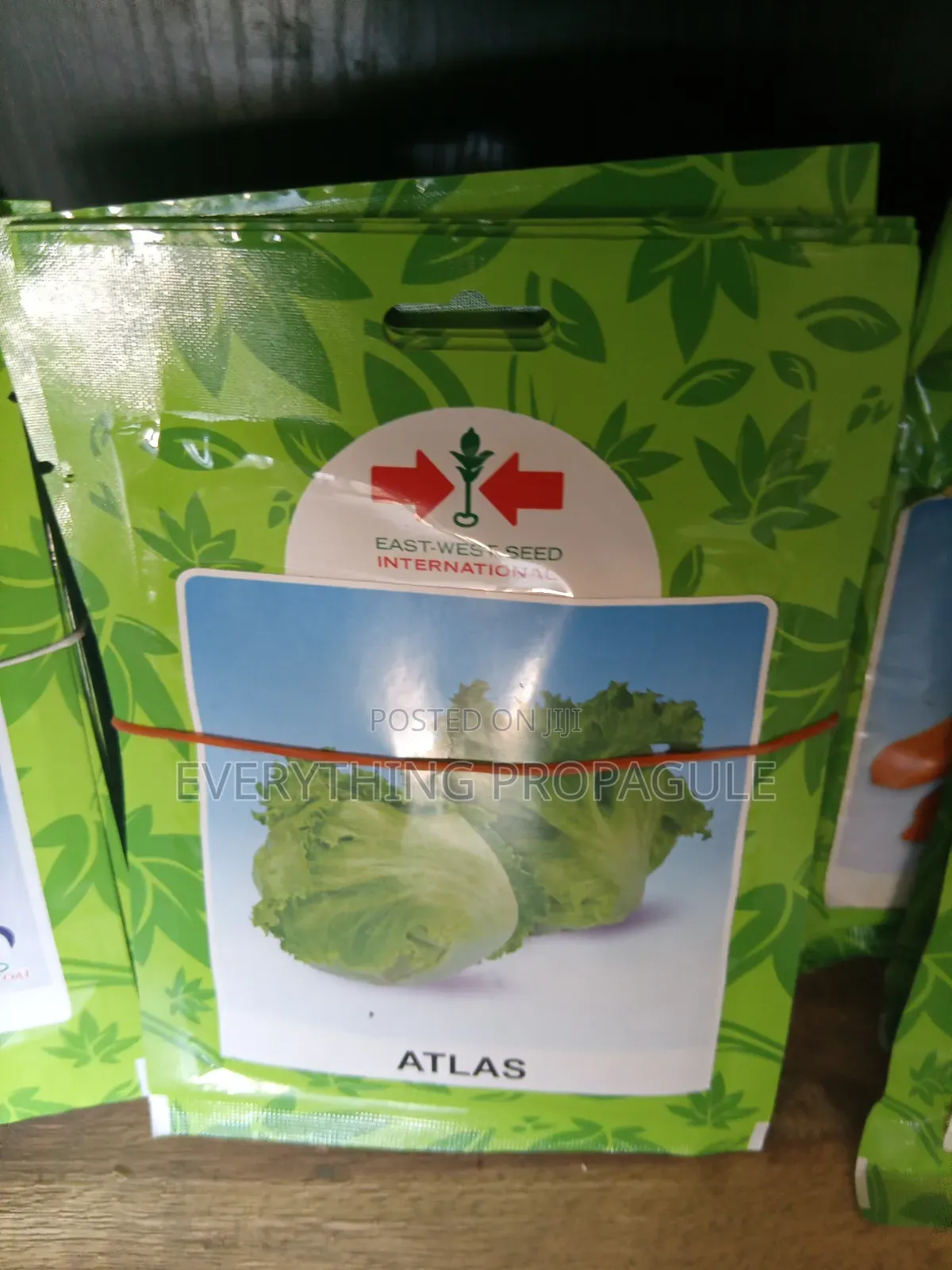 East‐West Seed – Atlas Lettuce