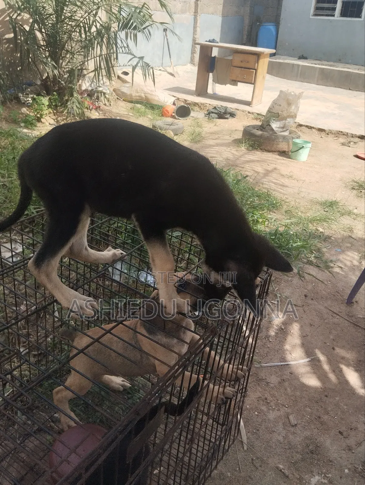 1-3 months Male Purebred German Shepherd