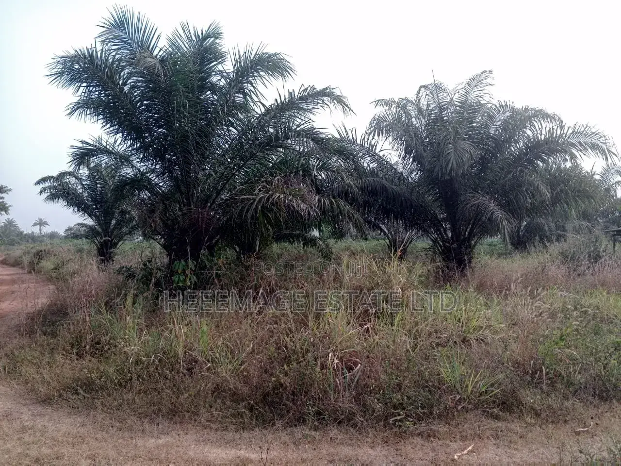 50 Acres Farmland