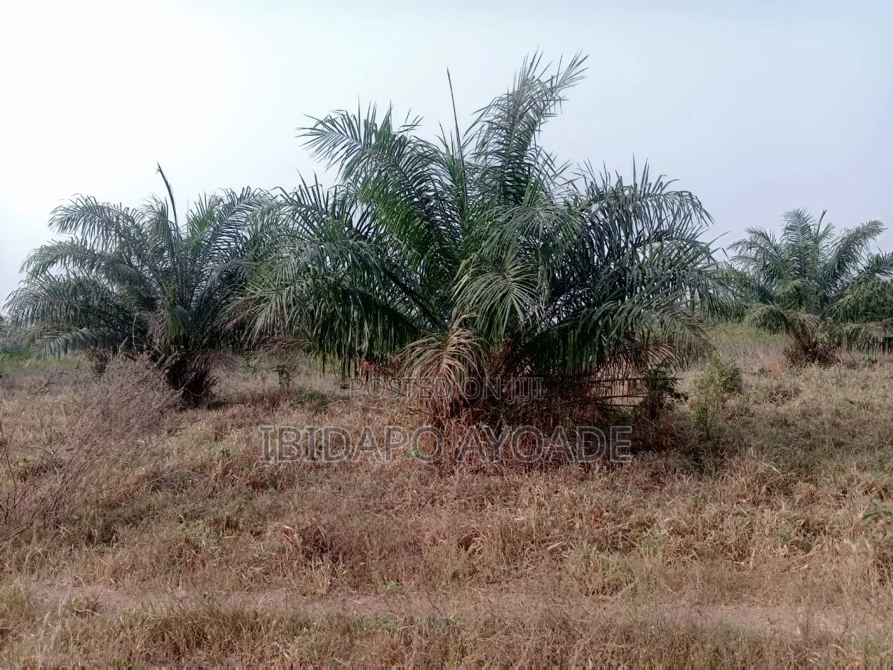 50 Acres Farmland
