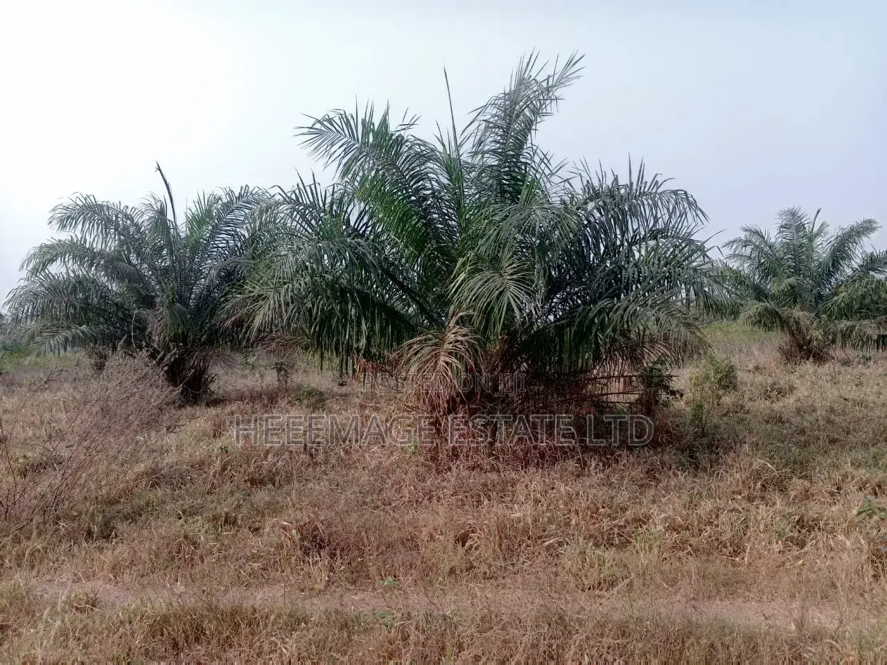 50 Acres Farmland