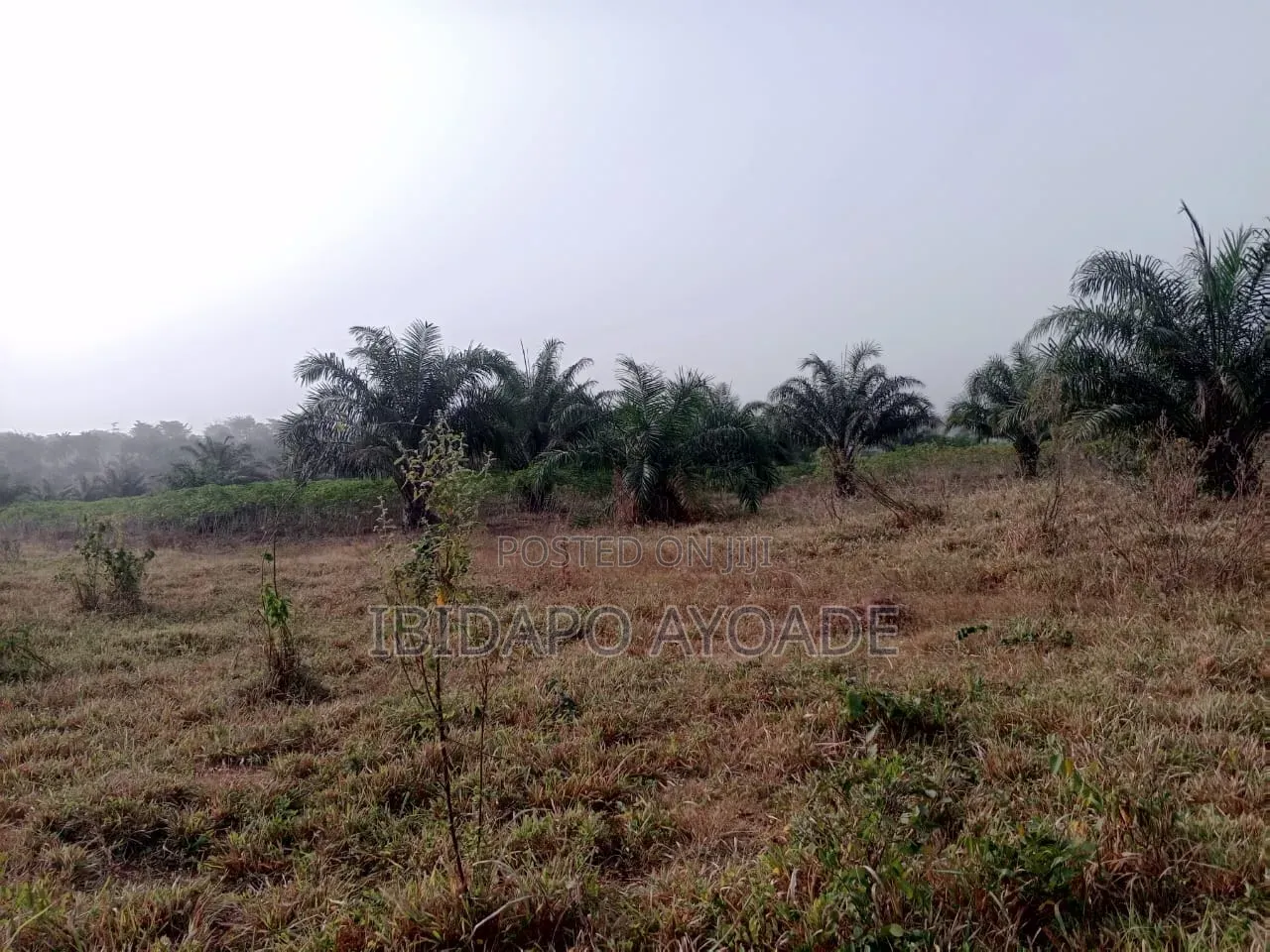 50 Acres Farmland