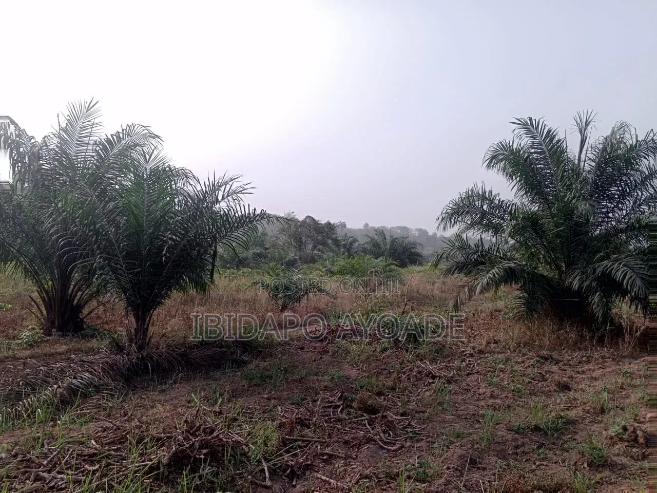 50 Acres Farmland