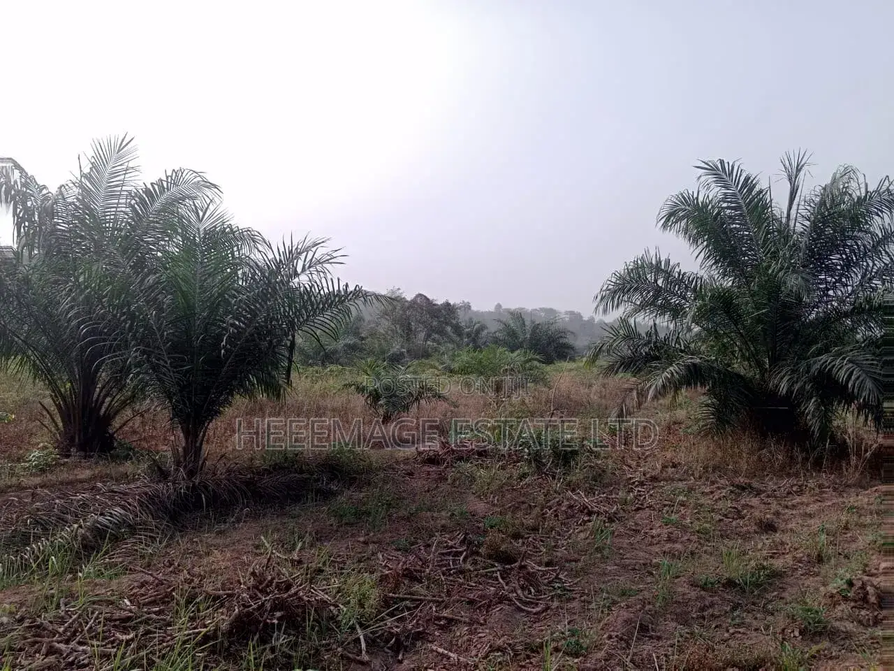 50 Acres Farmland