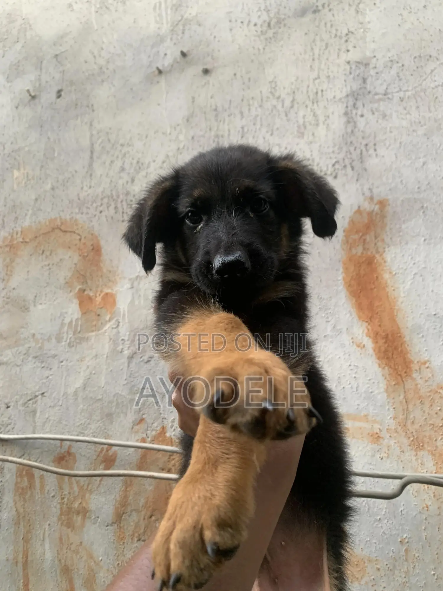 1-3 months Male Purebred German Shepherd