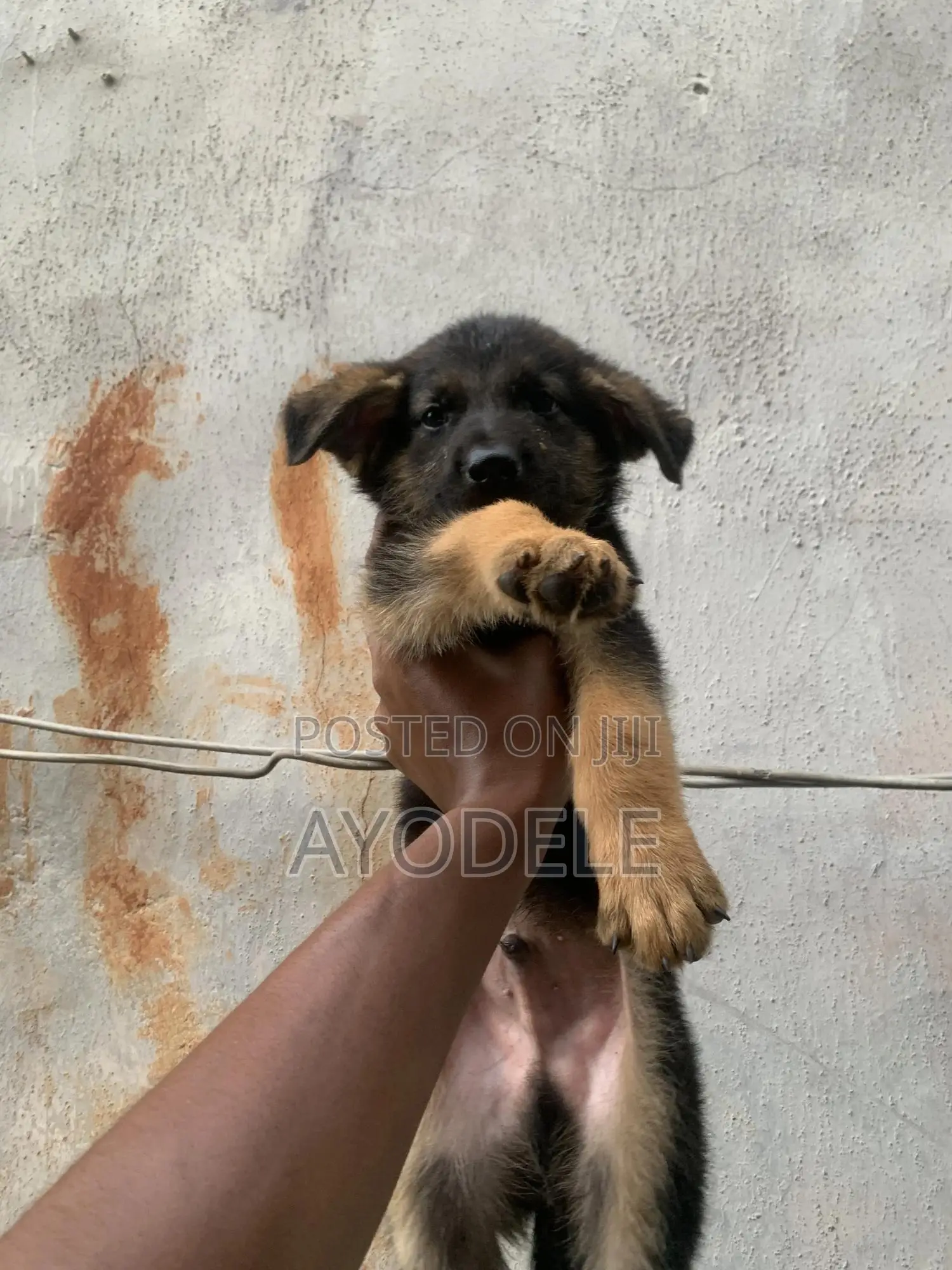 1-3 months Male Purebred German Shepherd