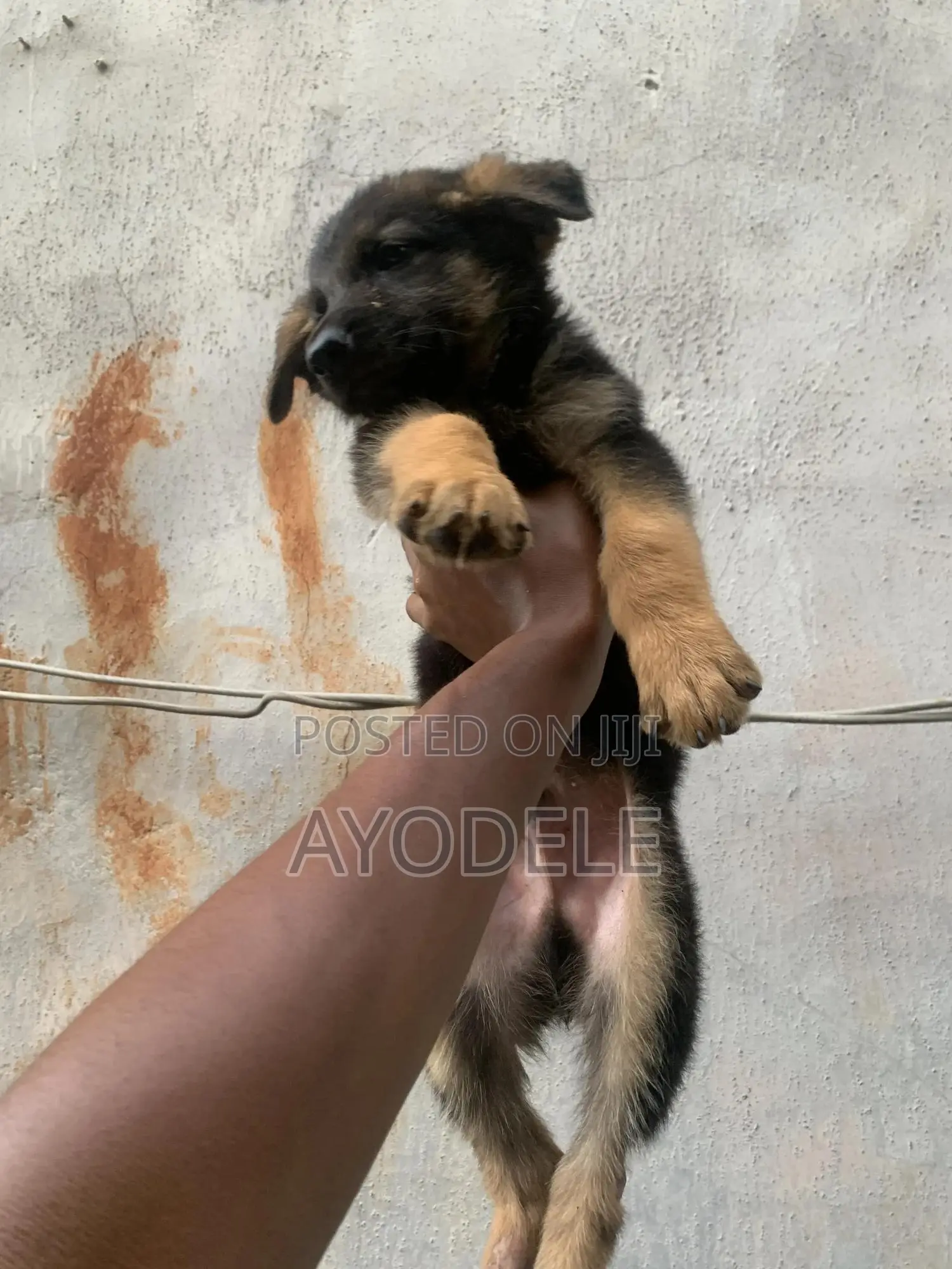 1-3 months Male Purebred German Shepherd