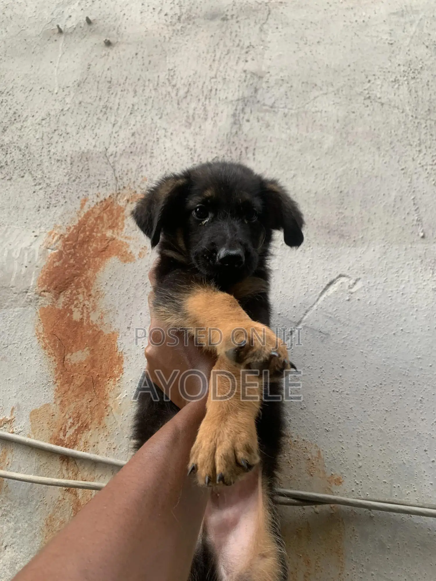 1-3 months Male Purebred German Shepherd
