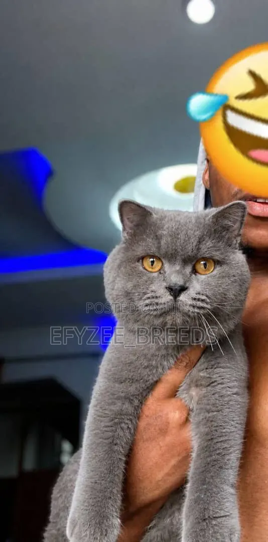 1-3 months Male Purebred British Shorthair