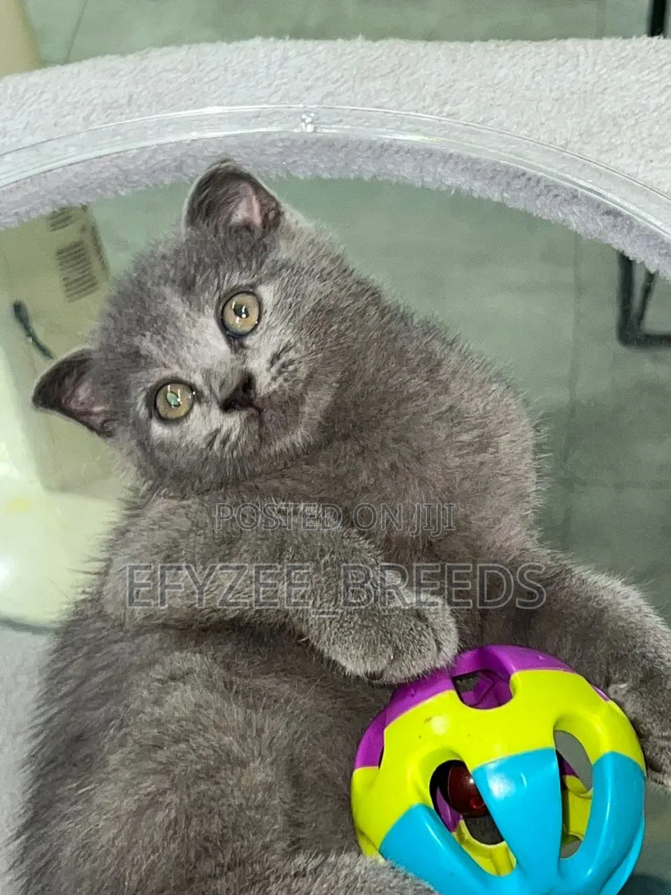 1-3 months Male Purebred British Shorthair
