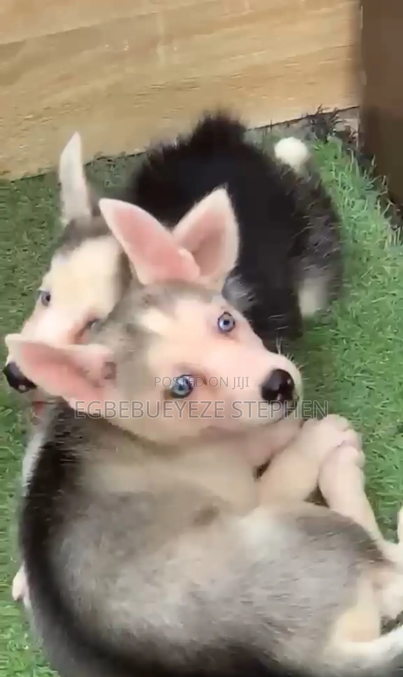 1-3 months Female Purebred Siberian Husky