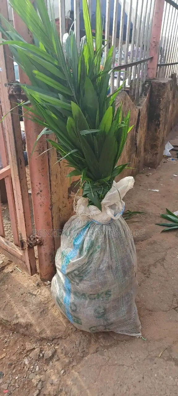 Palm Seedlings
