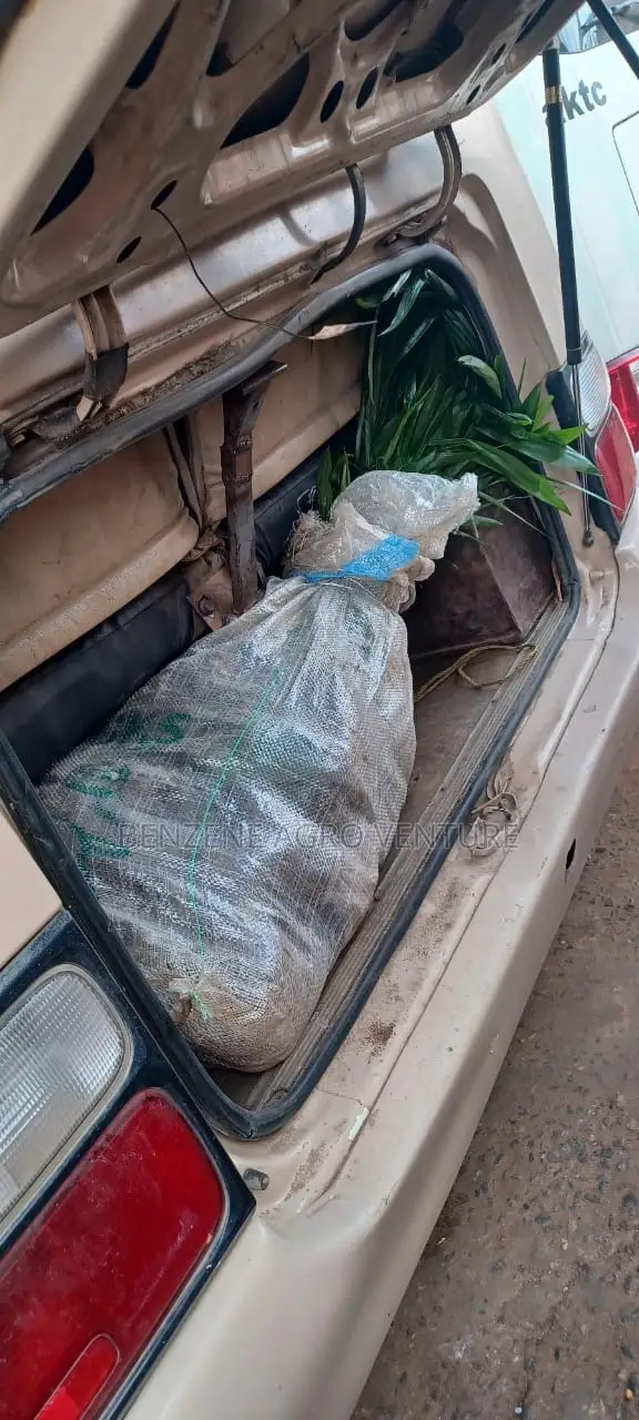 Palm Seedlings
