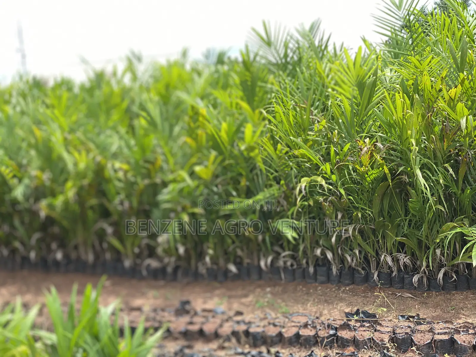 Benzene Agro