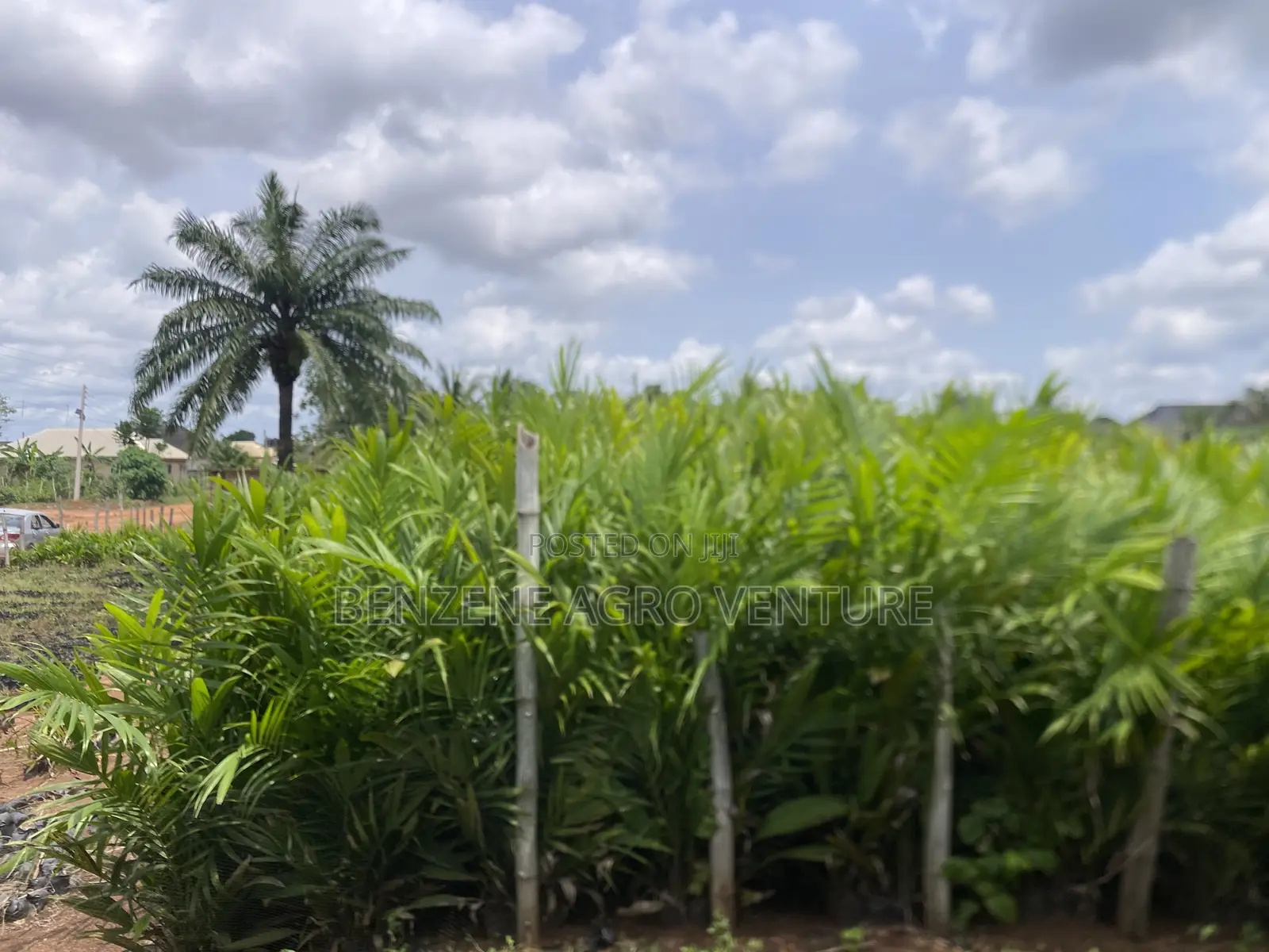 Benzene Agro