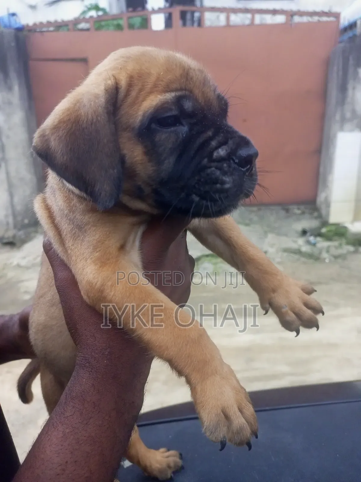 1-3 months Female Purebred Boerboel