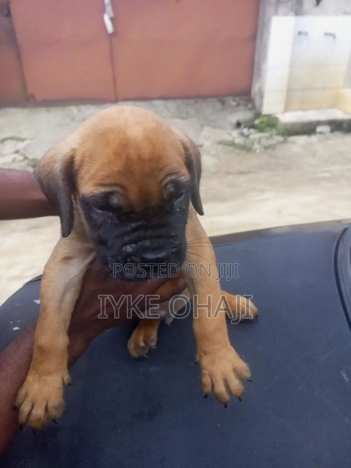 1-3 months Female Purebred Boerboel