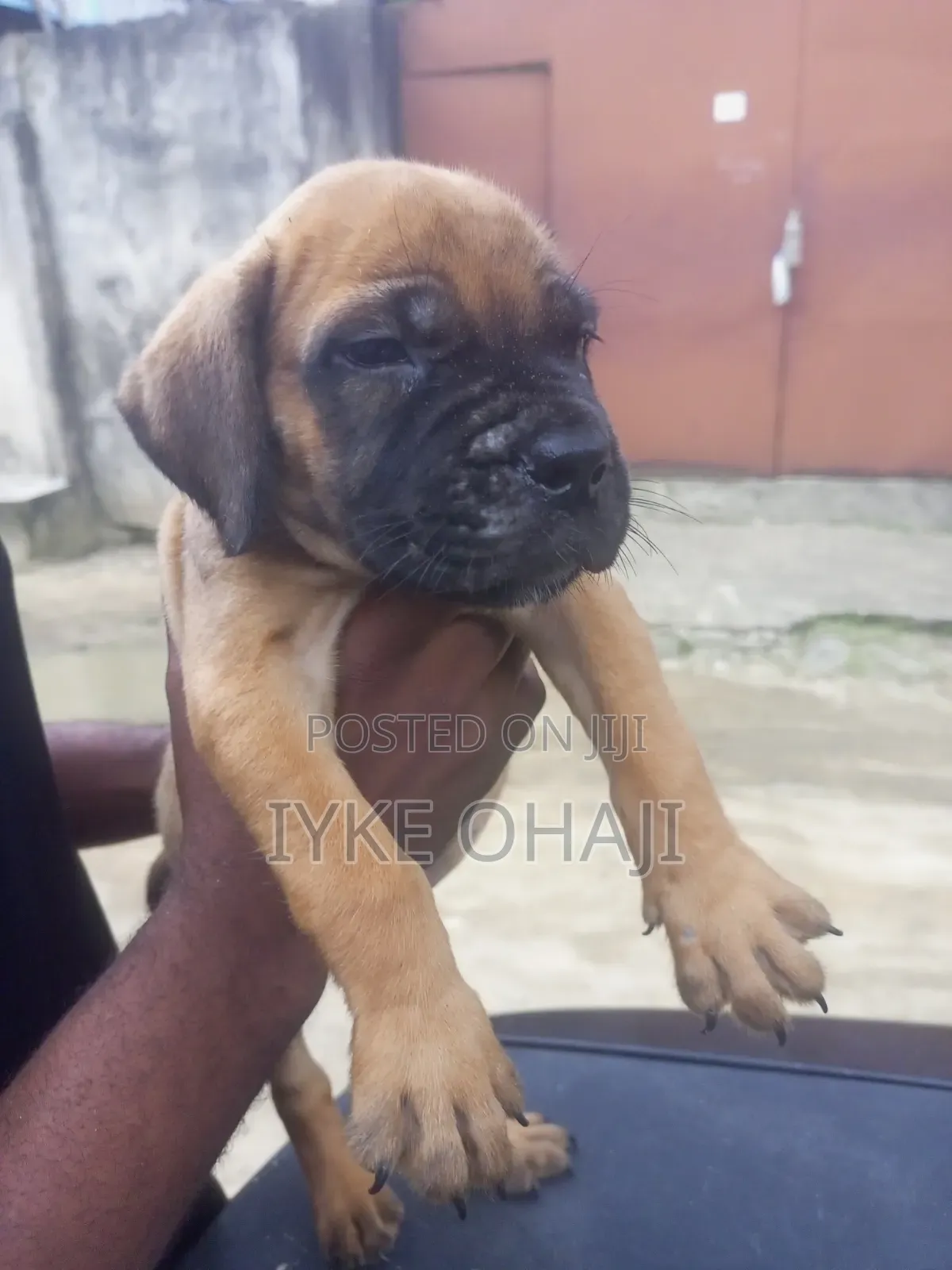 1-3 months Female Purebred Boerboel