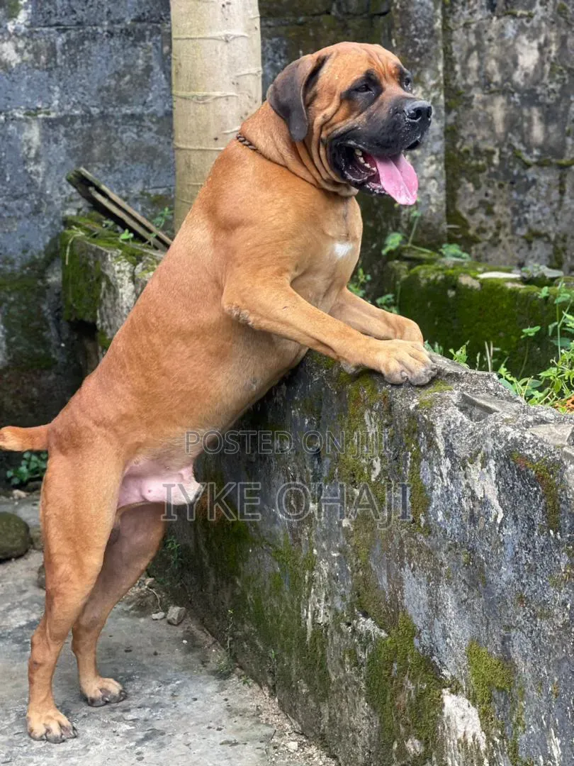 1-3 months Male Purebred Boerboel