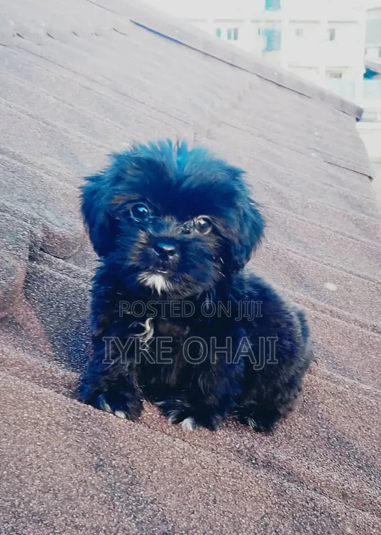 1-3 months Female Purebred Lhasa Apso
