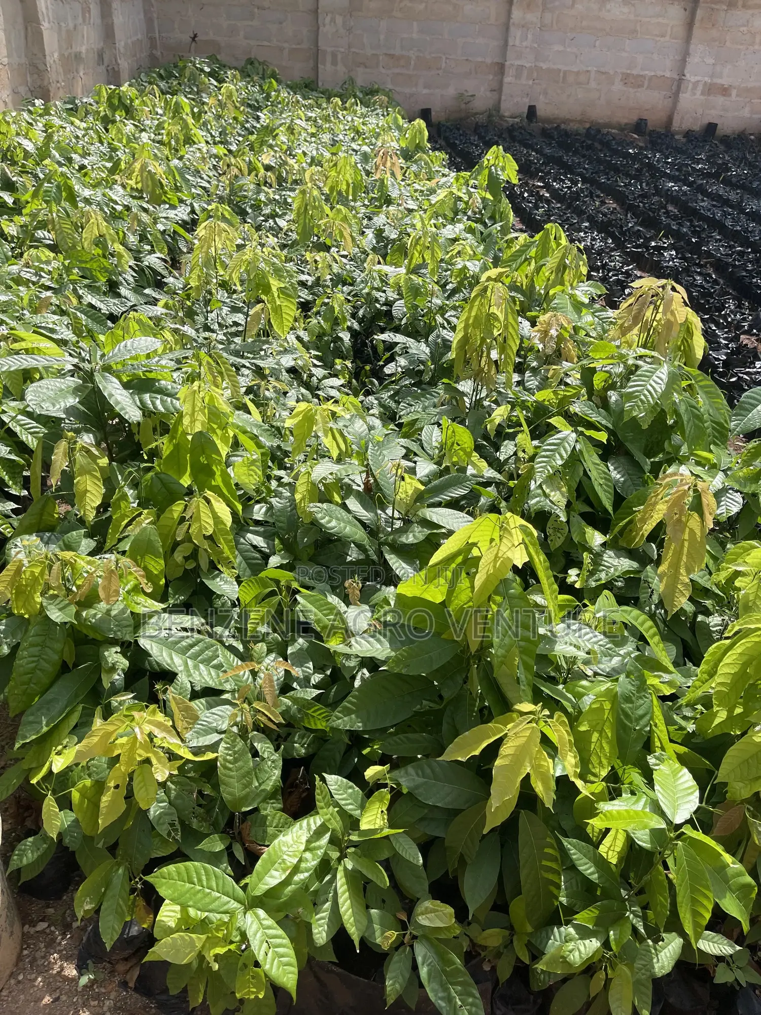Hybrid Cocoa Seedling