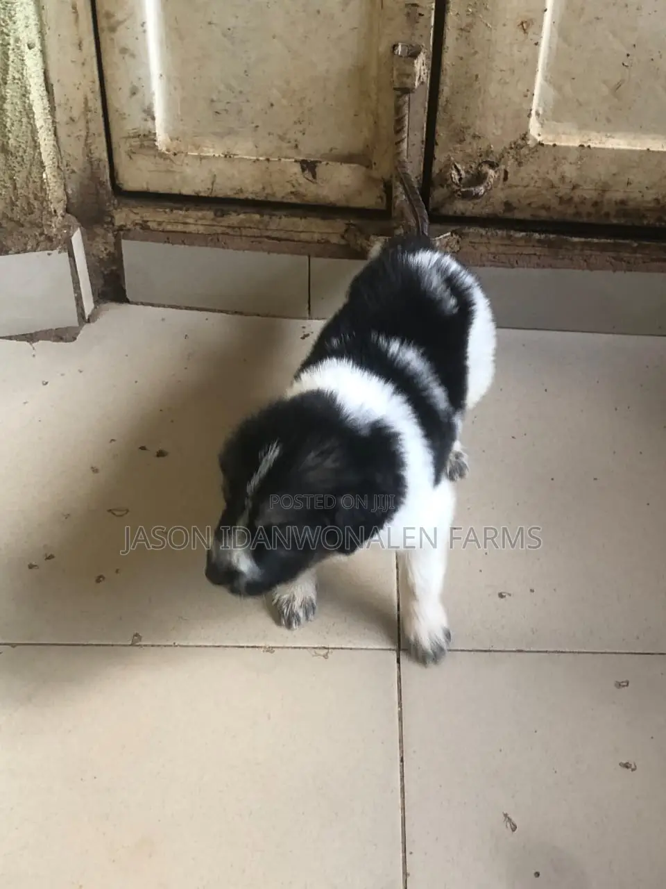 1-3 months Male Purebred German Shepherd