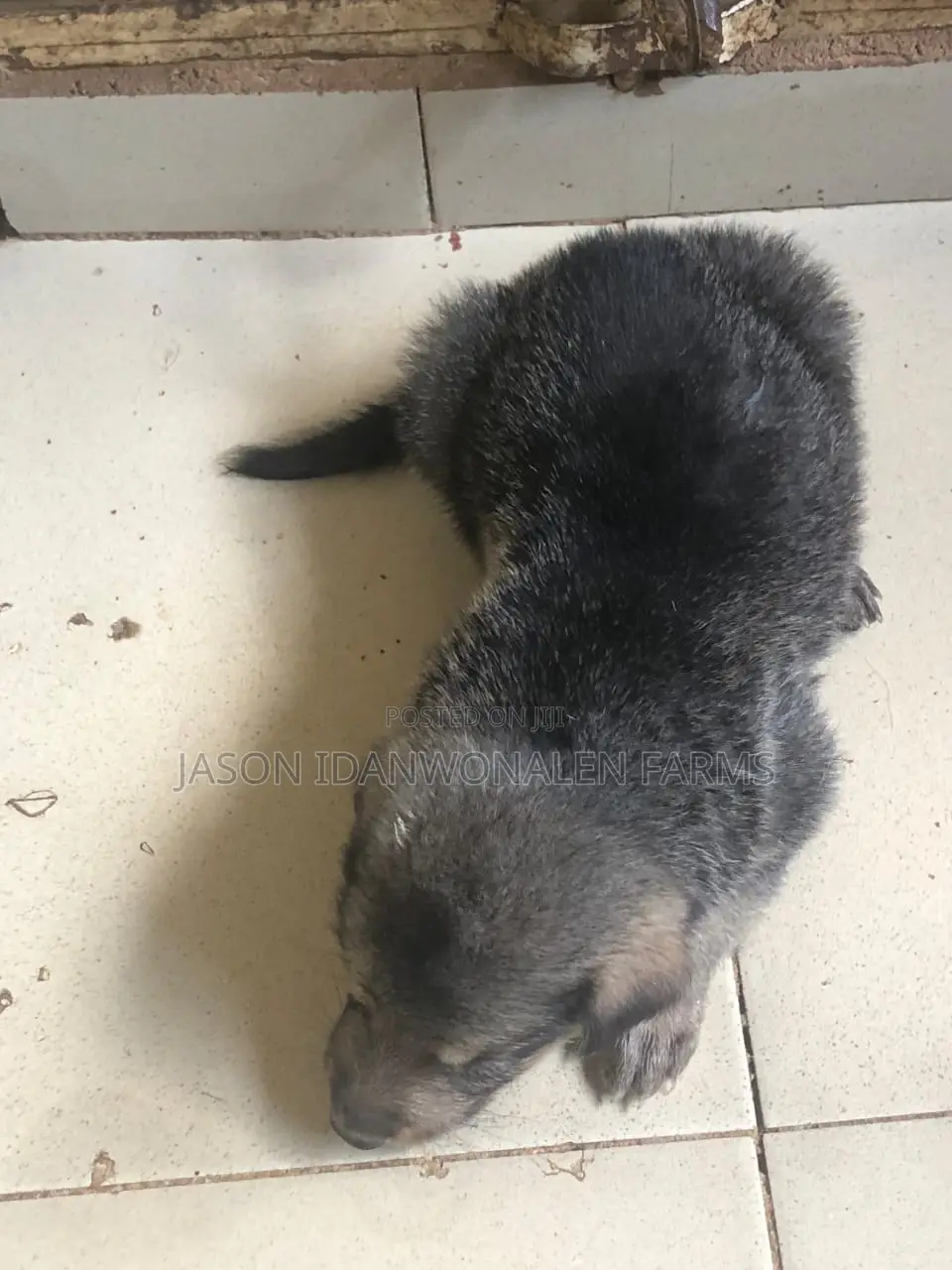 1-3 months Male Purebred German Shepherd