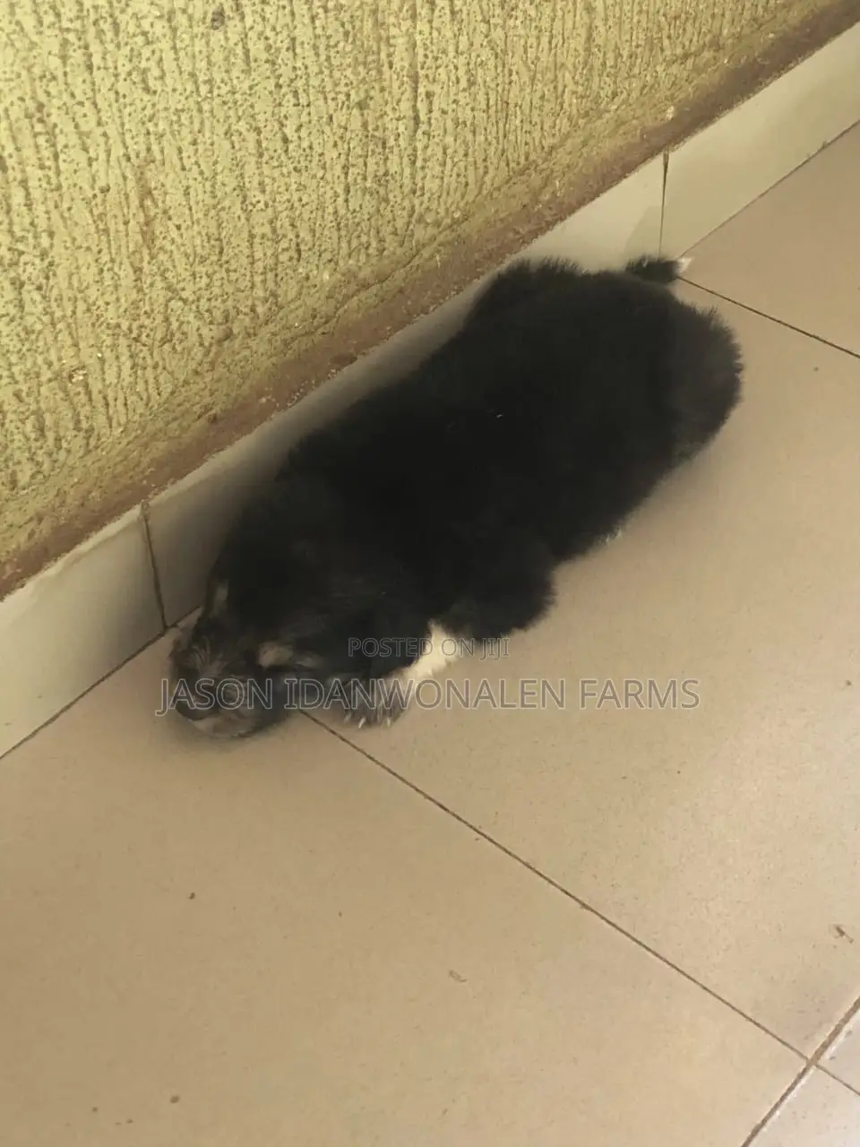 1-3 months Male Purebred German Shepherd