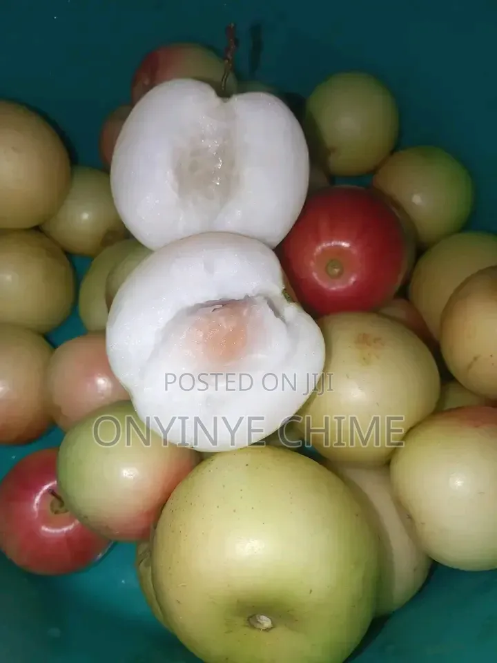 Jujube (Ber Apple) Seedlings