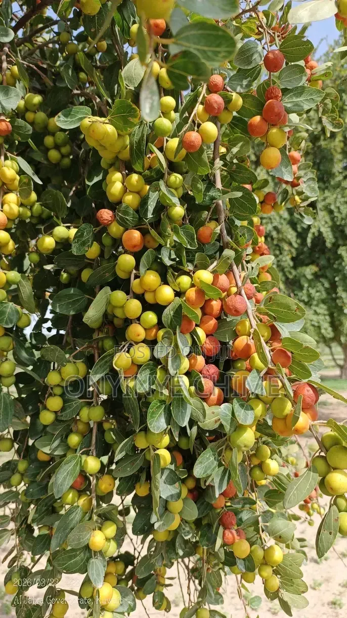 Jujube (Ber Apple) Seedlings