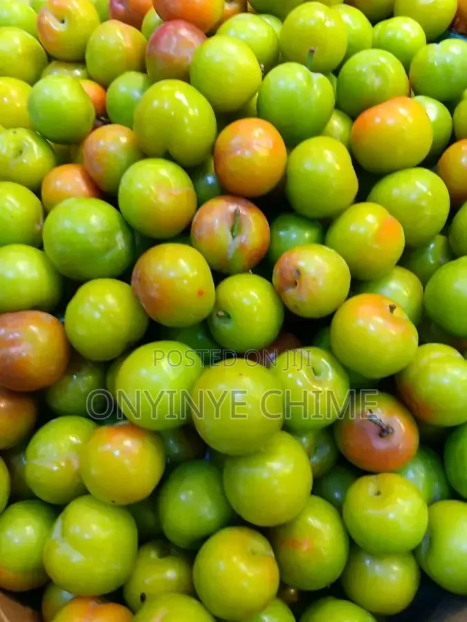Jujube (Ber Apple) Seedlings