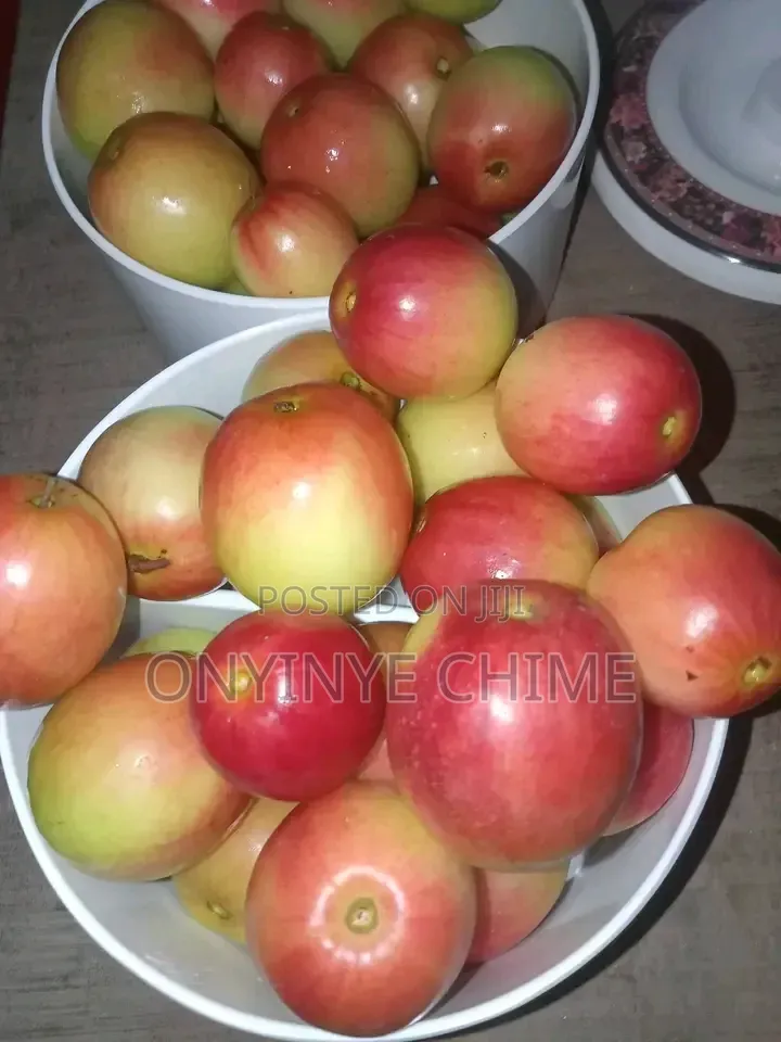 Jujube (Ber Apple) Seedlings