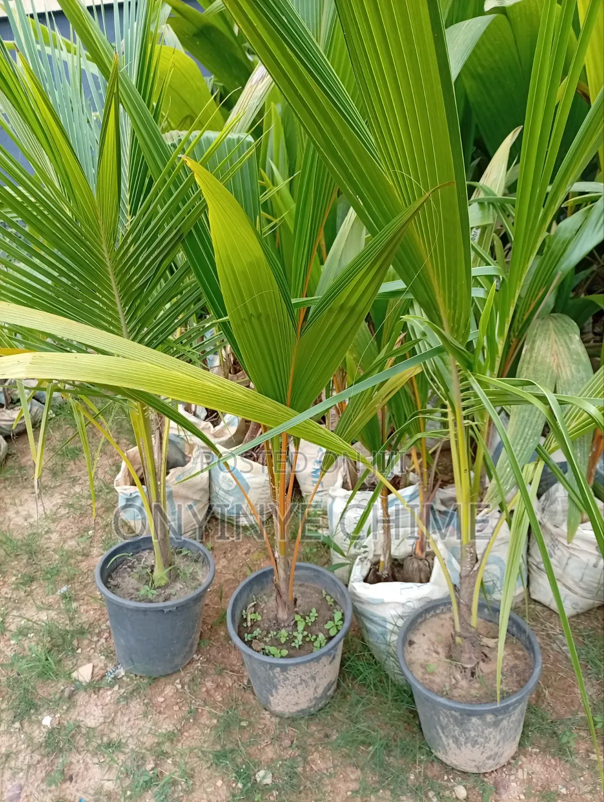 Matured Coconut Seedlings