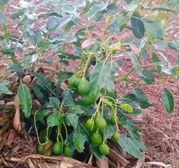 Isreali Avocado Seedlings