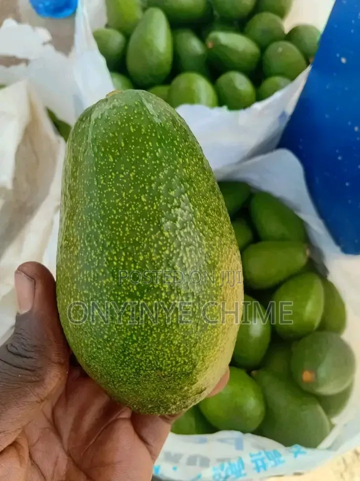 Isreali Avocado Seedlings