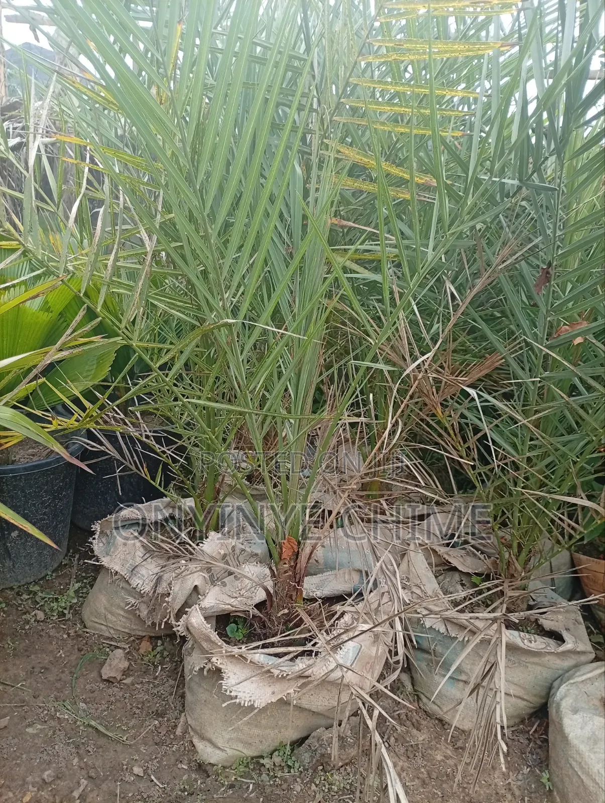 Red Date Seedlings