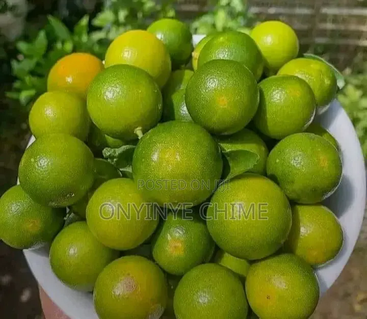 Calamondin Orange Seedlings
