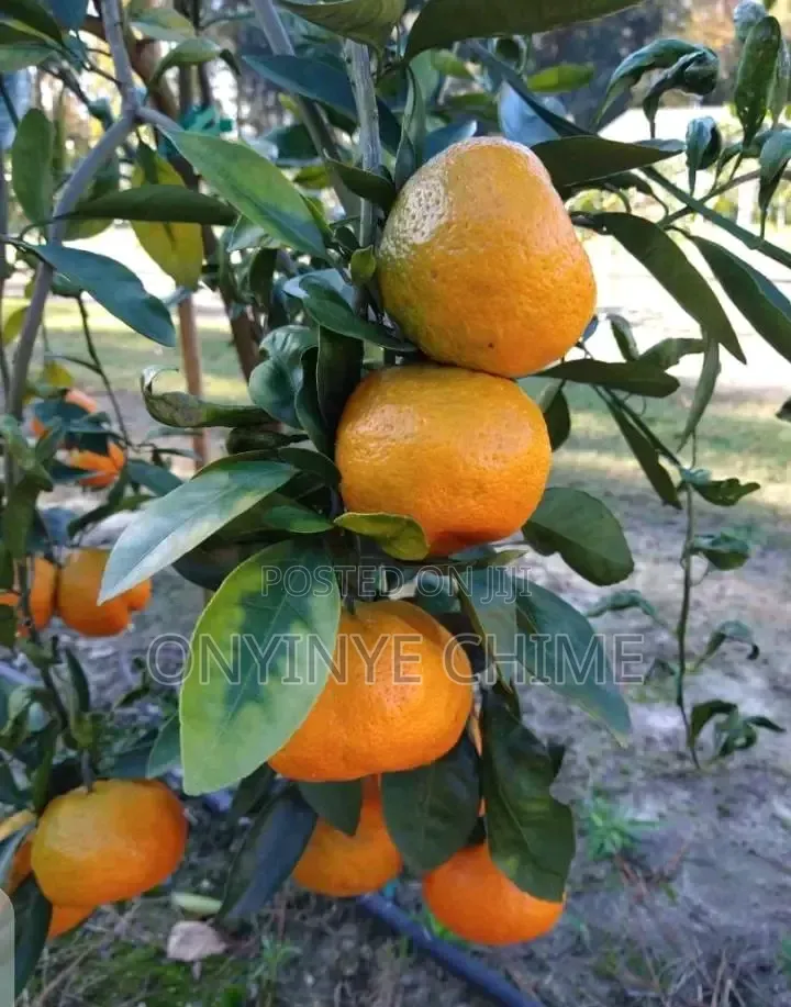 Mandarin Orange Seedlings