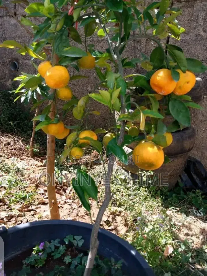 Mandarin Orange Seedlings