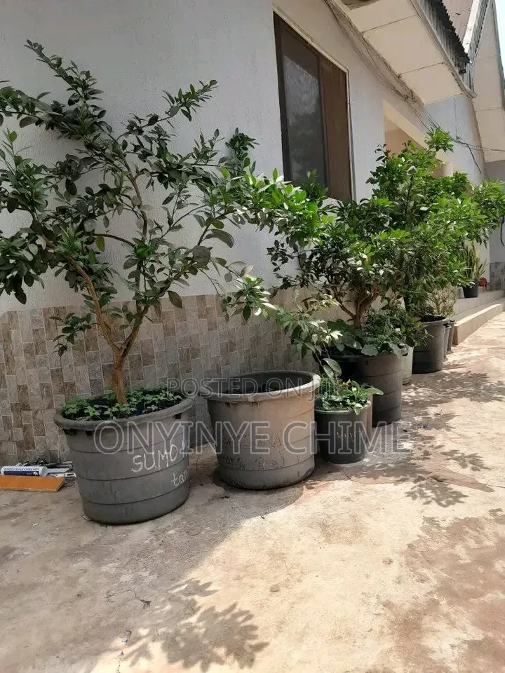 Mandarin Orange Seedlings